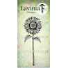 Lavinia open sunflower