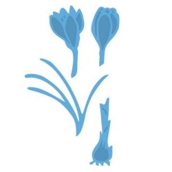 Marianne D DIE Tiny`s Crocus