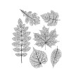 Stampers Anonymous Tim Holtz Cling Stamp“Pressed Foliage" TH-CMS376